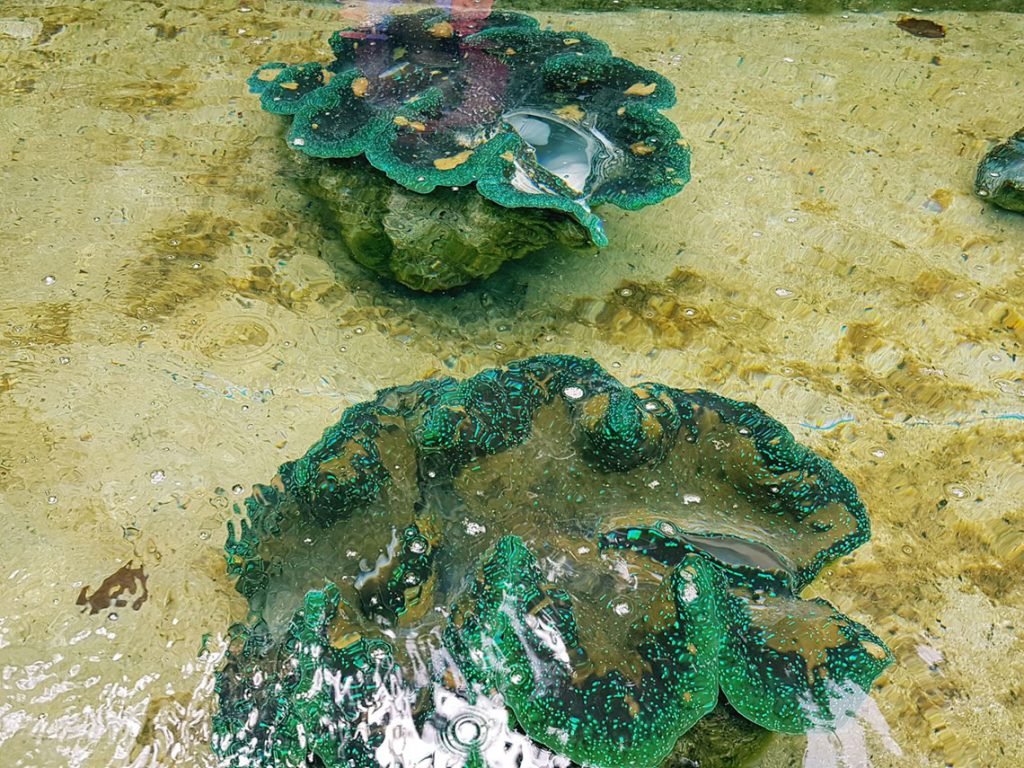 Giang Clams Camiguin