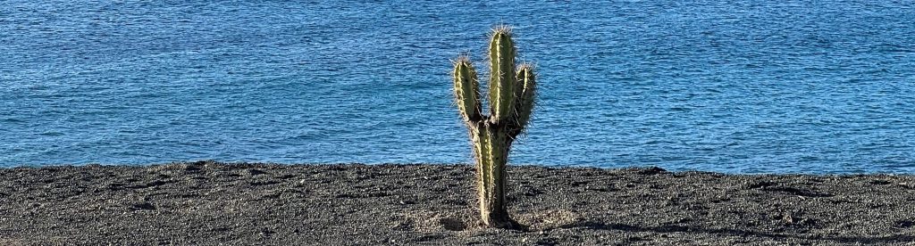 CACTUS LANZAROTE