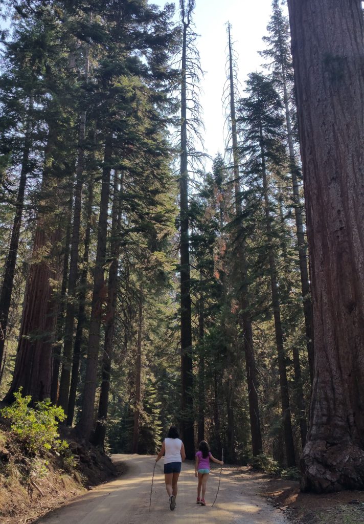 MARIPOSA GROVE NATIONAL PARK USA