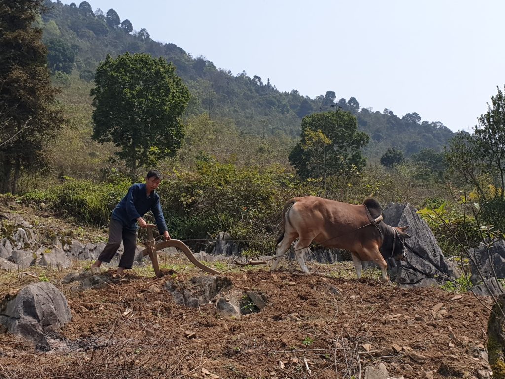 LOOP DE HA GIANG EN MOTO POR EL NORTE DE VIENTAM