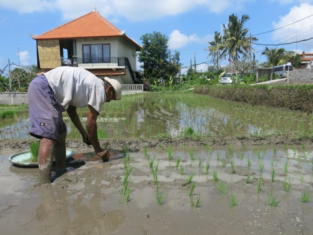 guia-de-viaje-por-bali-desde-mi-retina-arrozales