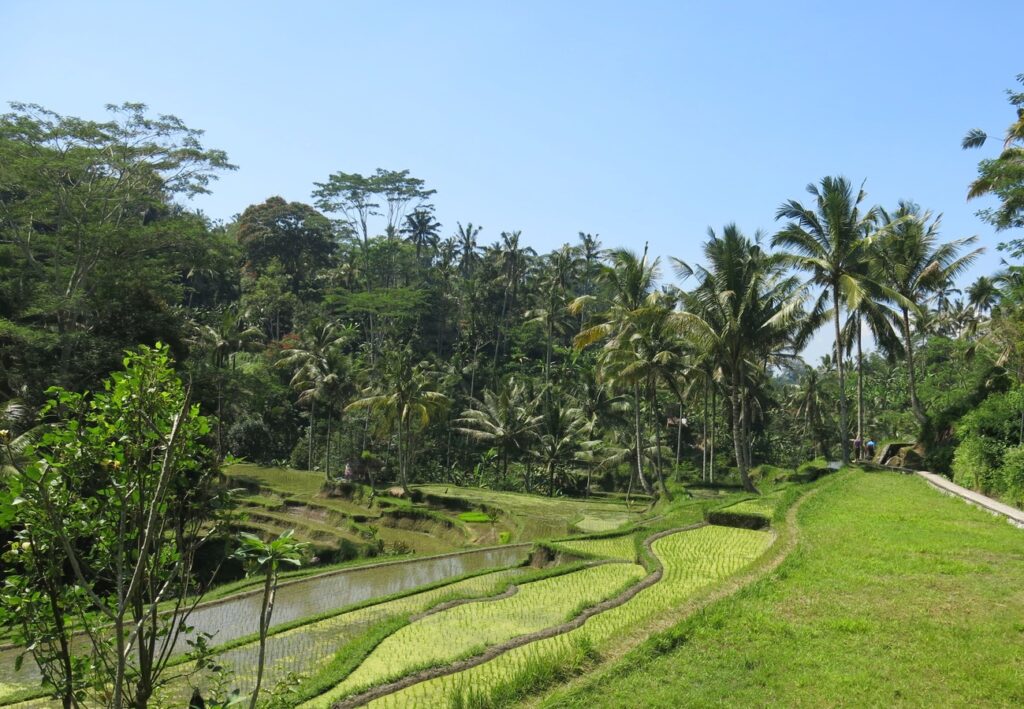 guia-de-viaje-por-bali-desde-mi-retina-arrozales (2)