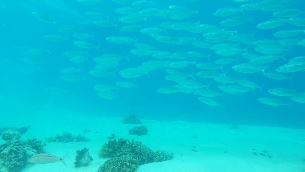 las-mejores-islas-de-maldivas-you-and-me-resort-underwater-restaurante-snorkell